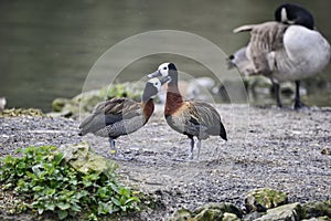 Beautiful mated pair of White Faced Whistling ducks preening each other in Spring