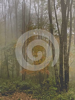 Beautiful Matted Photography of Fall Weather Hiking the Appalachian Trail. Misty Fall Weather Hiking North America Forests