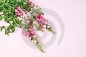 Beautiful matthiola flowers on pink background