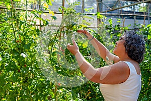 Beautiful mature Mexican woman contemplating her growing tomatoes in a greenhouse