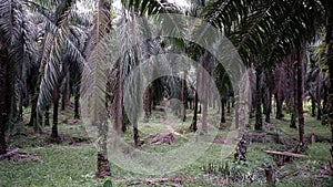 Beautiful mature Oil Palm Trees, Rows of Oil Palm Plantation in indonesia photo