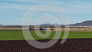 Red and Green Lettuce Coexist in a Field photo