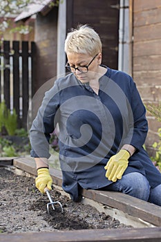 Beautiful mature woman loosens fertile soil with culti-hoe before planting seeds