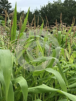 Beautiful Maturing Corn Plant Tassels - Organic Gardening