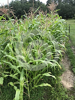 Beautiful Maturing Corn Plant Tassels - Organic Gardening