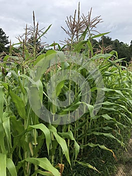 Beautiful Maturing Corn Plant Tassels - Organic Gardening