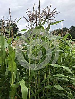 Beautiful Maturing Corn Plant Tassels - Organic Gardening