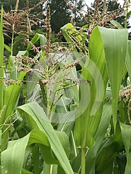 Beautiful Maturing Corn Plant Tassels - Organic Gardening