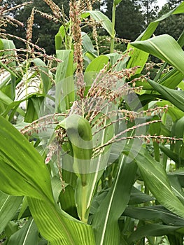 Beautiful Maturing Corn Plant Tassels - Organic Gardening