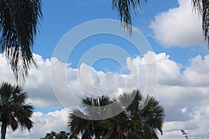 Maui Blue Sky, with White Puffy Clouds & Green Palm Trees