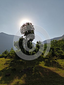 The beautiful mautan forest 932534