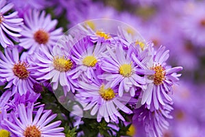 Beautiful mauve flowers photo