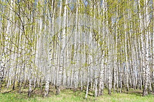 Beautiful may scenic landscape with birch copse. Birch forest. Birch Grove. White birch trunks