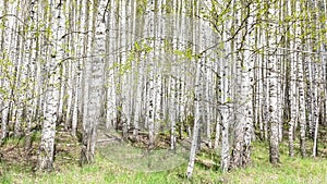 Beautiful may scenic landscape with birch copse. Birch forest. Birch Grove. White birch trunks.