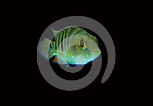 Mayan cichlid Cichlasoma urophthalmus fish isolated on black background. photo