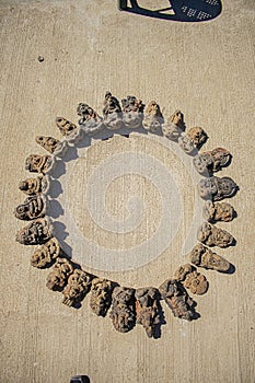 Beautiful mayan figures the 20 mayan nahuals in a circular shape on the smooth ground