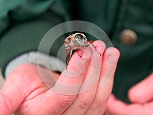 Beautiful Maybug in the hands of a child