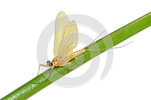 Beautiful mayflie