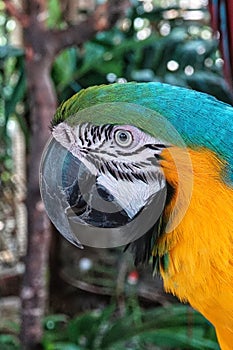 Beautiful McCaw close up of head