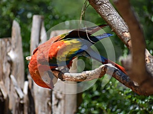 Beautiful McCaw perched in a tree