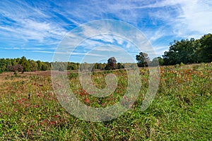 Beautiful meadow in autumn