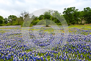 Scattering of wild blue bonnets on spring meadow