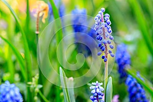 Beautiful meadow Bright blue blossoms of Armenian muskari