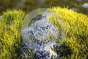 Beautiful meadow with bright young green lush grass covered with transparent shiny crystals of cold ice and frost shimmering in