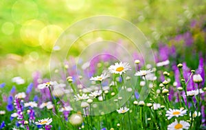 Beautiful meadow with colorful vibrant spring wild flowers