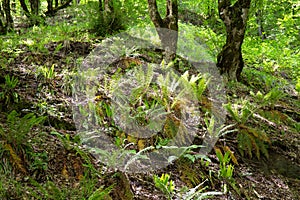 Beautiful meadow of ferns in the forest