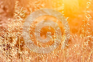 Beautiful Meadow Field with Dry Tender Plant Oats Golden Sun Flare Warm Light