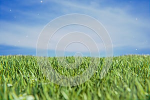 Beautiful meadow field with fresh grass in nature against a blurry blue sky with clouds. Summer spring perfect natural landscape