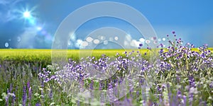 Beautiful meadow field with grass and blue wild flowers in nature ,blurred blue sky,white clouds