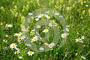 Beautiful meadow field with wild flowers.