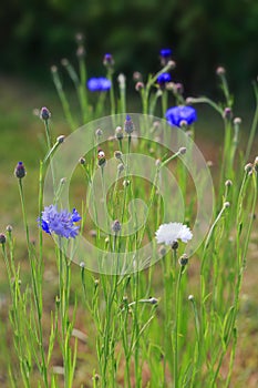 Beautiful meadow field with wild flowers blue and white cornflowers.