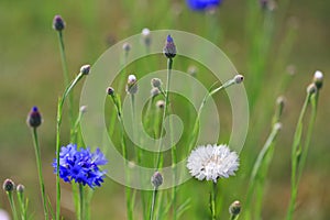 Beautiful meadow field with wild flowers blue and white cornflowers.