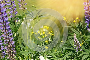 Beautiful meadow field with wild flowers. Health care concept. Rural field. Alternative medicine.