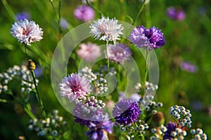 Beautiful meadow field with wild flowers. Spring or summer wildflowers closeup. Health care concept. Rural field