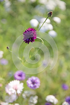 Beautiful meadow field with wild flowers. Spring or summer wildflowers closeup. Health care concept. Rural field