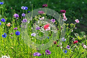 Beautiful meadow field with wild flowers. Spring or summer wildflowers closeup. Health care concept. Rural field