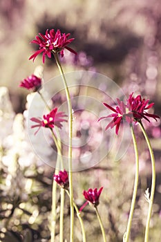 Beautiful meadow field with wild flowers. Spring or summer wildflowers closeup. Health care concept. Rural field