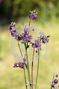 Beautiful meadow field with wild flowers. Spring or summer wildflowers closeup. Health care concept. Rural field.