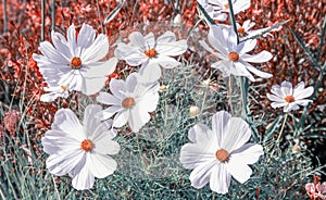 Beautiful meadow field with wild flowers. Spring or summer wildflowers closeup. Health care concept. Rural field