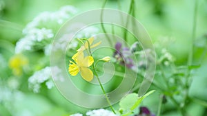 Beautiful meadow field with wild flowers. Spring Wildflowers closeup