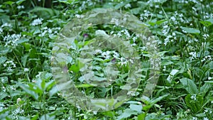 Beautiful meadow field with wild flowers. Spring Wildflowers closeup