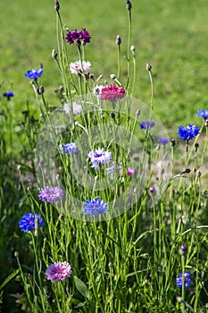 Beautiful meadow field with wild flowers. Spring Wildflowers closeup. Health care concept. Rural field. Alternative