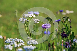 Beautiful meadow field with wild flowers. Spring Wildflowers closeup. Health care concept. Rural field. Alternative