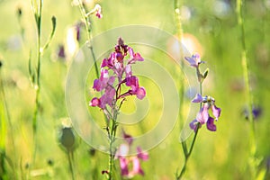 Beautiful meadow field with wild flowers. Spring Wildflowers closeup. Health care concept. Rural field. Alternative