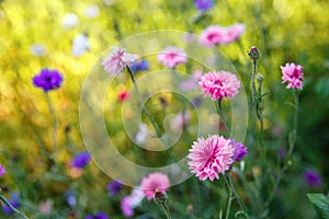 Beautiful meadow field with wild flowers. Spring Wildflowers closeup. Health care concept. Rural field. Alternative