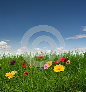 Beautiful meadow with flowers